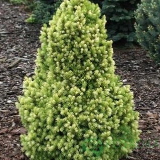 картинка Ель канадская Старлайт 3л 