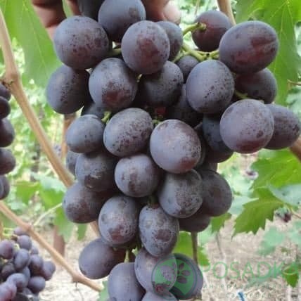 картинка Виноград Фуршетный 