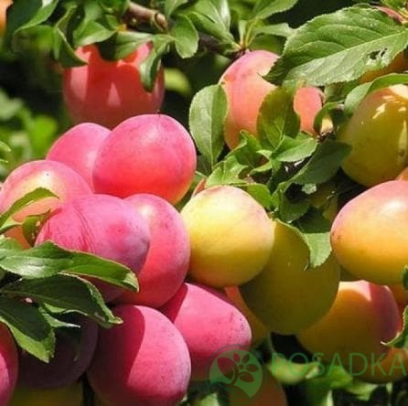 картинка Алыча колоновидная Мирабелла картинка Алыча колоновидная Мирабелла