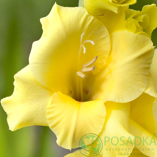 картинка Гладиолус Bra Val 