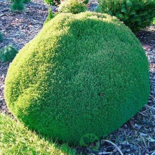 картинка Туя западная Teдди  
