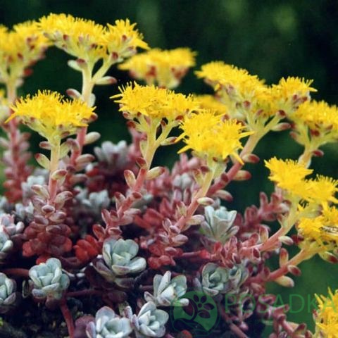 картинка Очиток (седум) Purpureum 