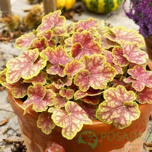 картинка Гейхера гибридная Tiramisu 