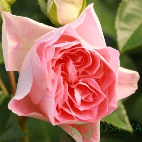 картинка Роза флорибунда Джет Сет 