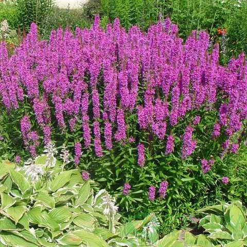 картинка Дербенник иволистный "Pink Blush" 