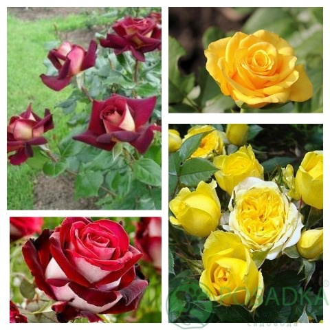 картинка Роза штамбовая (Николь, Керио) 