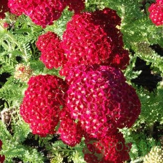 картинка Тысячелистник Pomegranate 