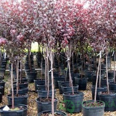 картинка Слива Писсарди на штамбе (Prunus cerasifera Pissardii) 