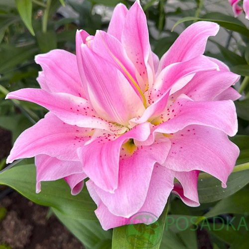 картинка Лилия Lotus Breeze 