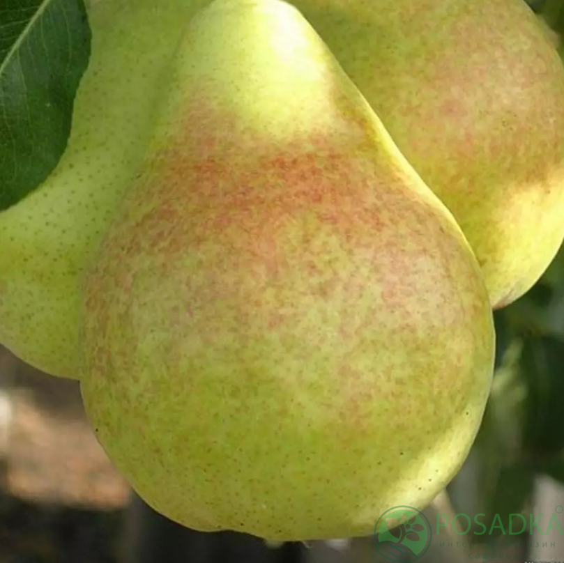 картинка Груша Яблунивськая 