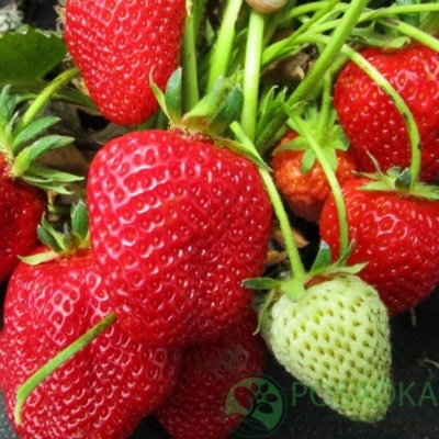 картинка Клубника Фейт 