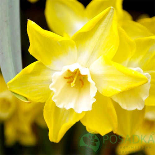 картинка Нарцисс Pipit  картинка Нарцисс Pipit