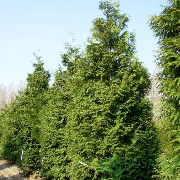 картинка Туя складчатая Excelsa С7.5 