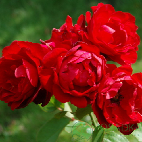 картинка Роза почвопокровная Капелька 