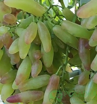 картинка Виноград Азия розовая (контейнер) 