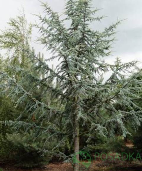 картинка Кедр ливанский Глаука (Cedrus libani Glauca) 2л 