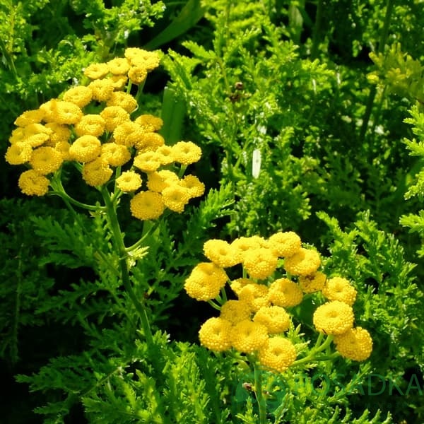 картинка Пижма обыкновенная Криспа 