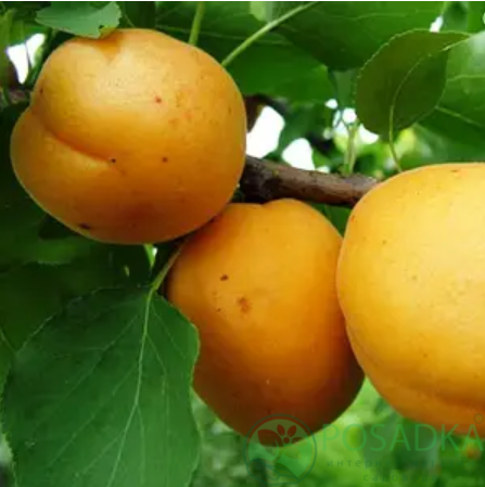 картинка Абрикос Сирена 