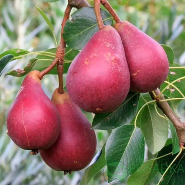 картинка Груша Старкримсон 