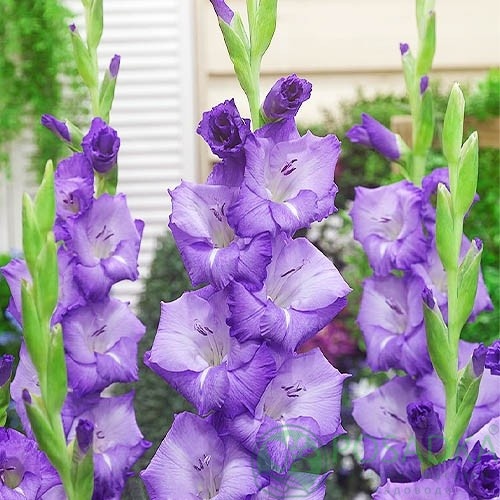 картинка Гладиолус Mojito 