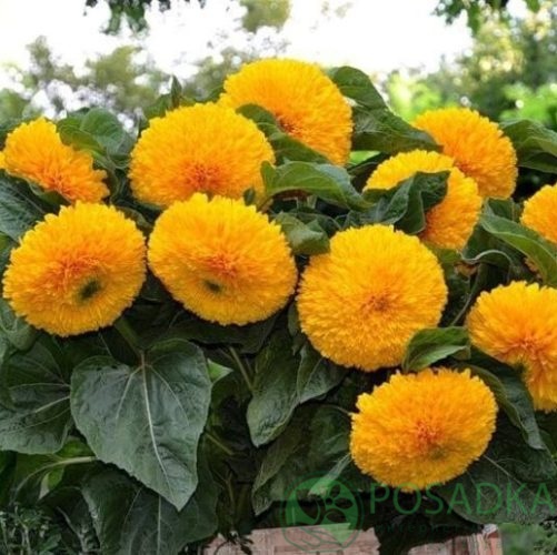 картинка Подсолнечник декоративный Махровый семена (1гр) 