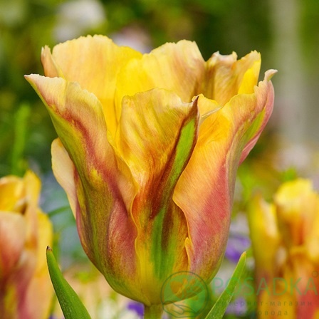 картинка Тюльпан Golden Artist 