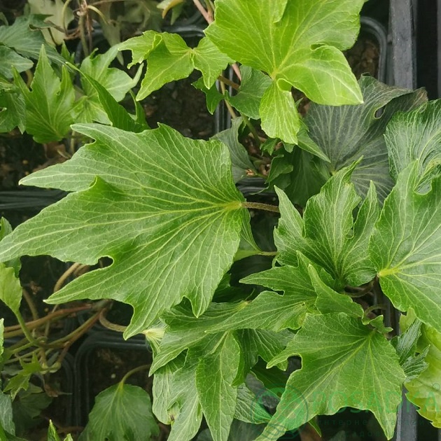 картинка Плющ Green ripple 