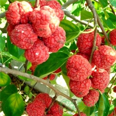 картинка Кудрания (клубничное дерево) 