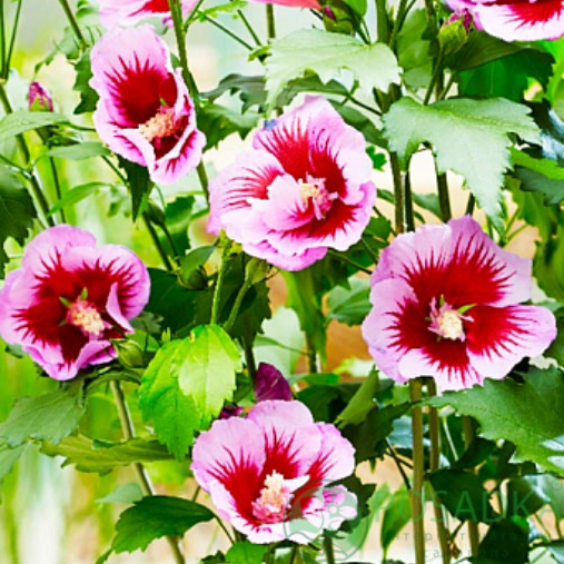 картинка Гибискус сирийский Флауер Тауер Перпл 