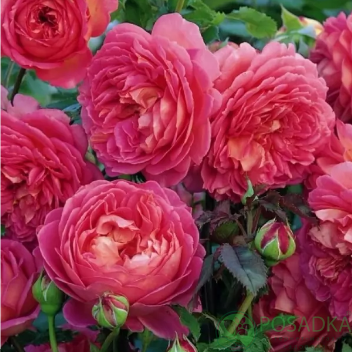 картинка Роза английская Розовый Лед (Pink Ice) 