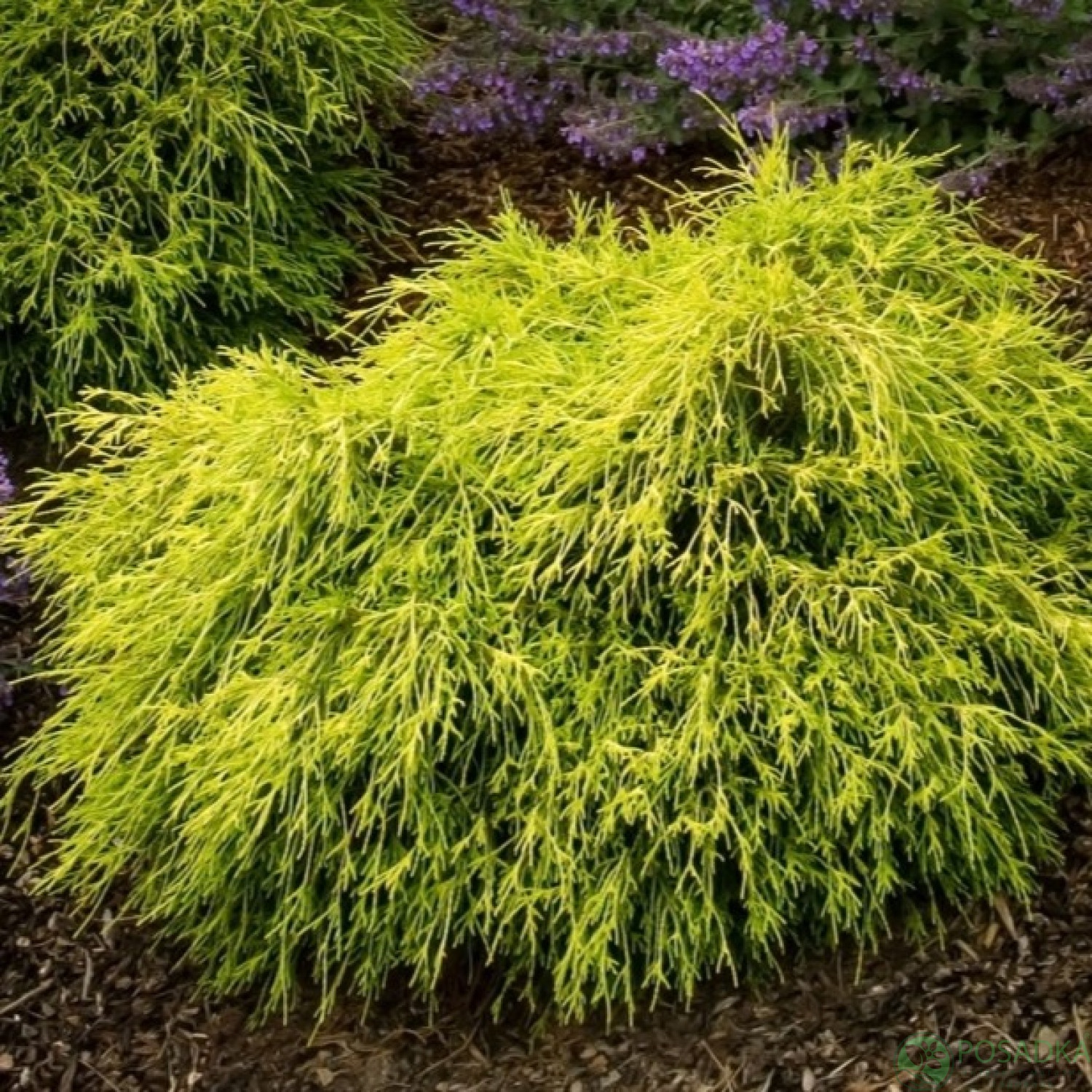 картинка Кипарисовик горохоплодный Санголд 