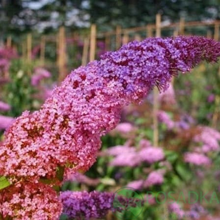 картинка Буддлея давида Флаувер Пауэр 