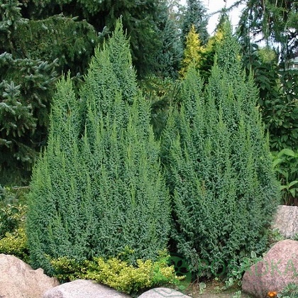 картинка Можжевельник чешуйчатый Лодери 