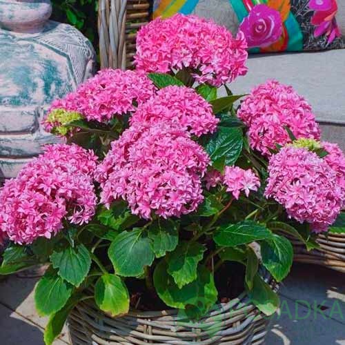 картинка Гортензия крупнолистная You and Me Perfection 