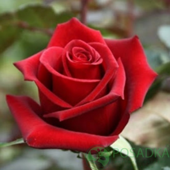 картинка Роза чайно-гибридная Черри Лав 