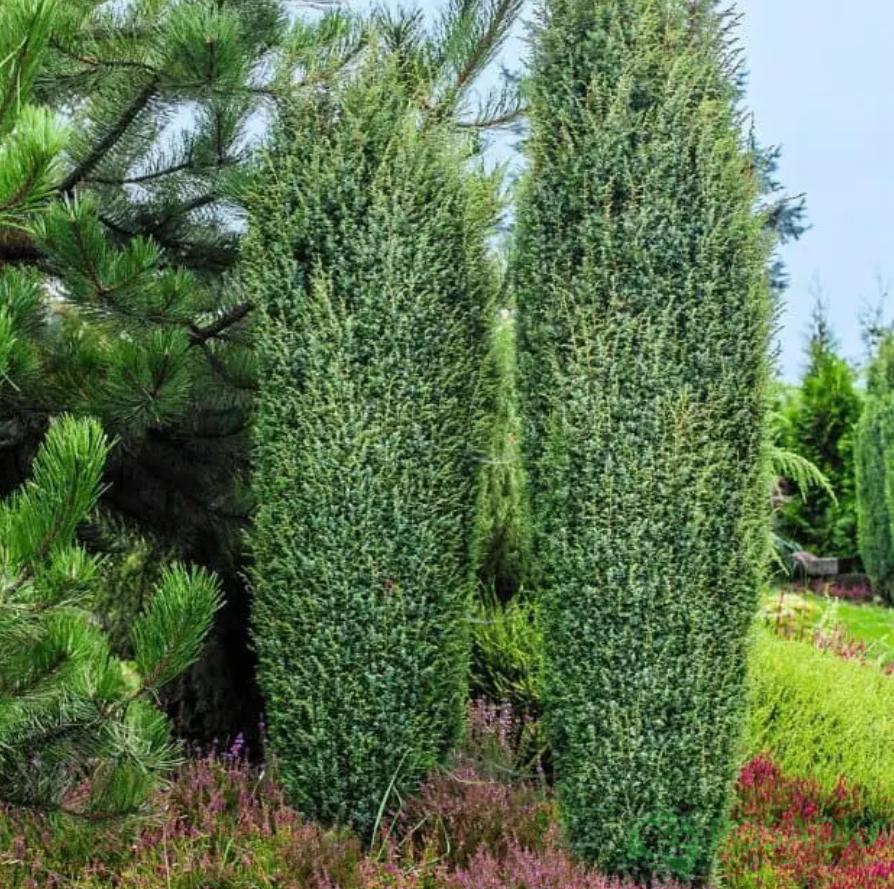 картинка Можжевельник Хиберника С2 