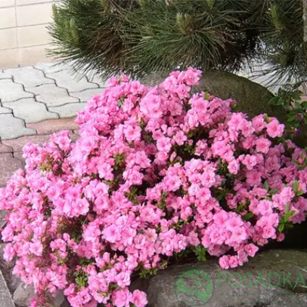 картинка Азалия японская Rosinetta 