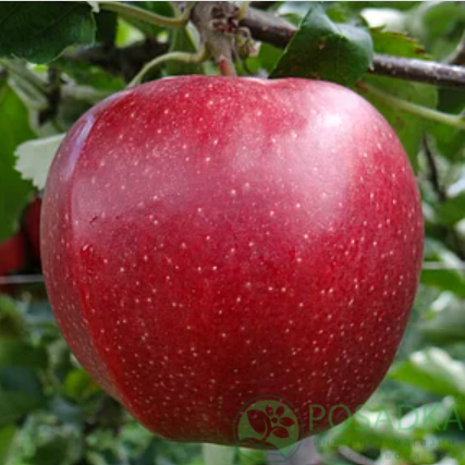 картинка Яблоня Гала Галакси 