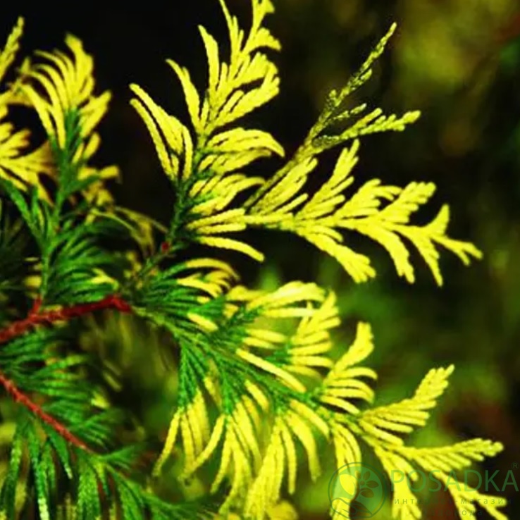 картинка Туя складчатая Irish Gold 