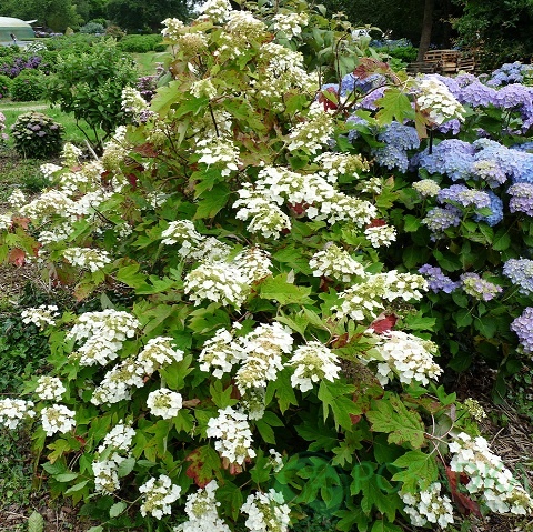 картинка Гортензия дуболистная Tennessee Clone 