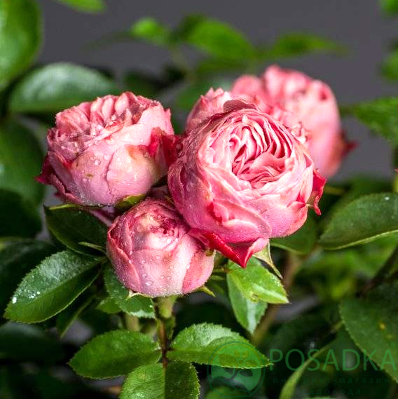 картинка Роза спрей Рококо (Playful Rokoko)  картинка Роза спрей Рококо (Playful Rokoko)