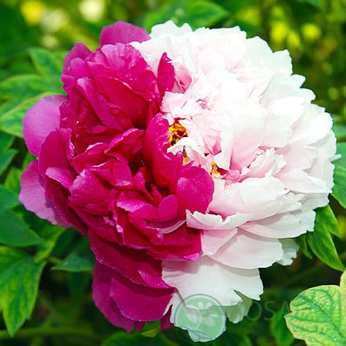 картинка Пион древовидный Hua Er Qiao 