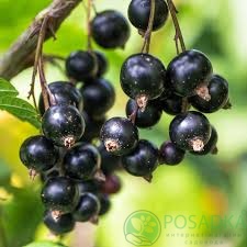 картинка Смородина чёрная Блакестон 
