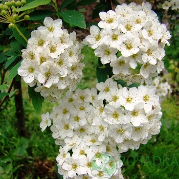 картинка Спирея Вангутта  