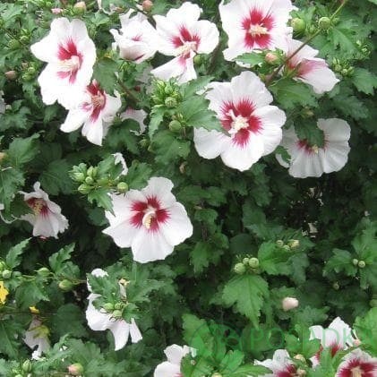 картинка Гибискус сирийский Чайна Шифон (China Chiffon) 