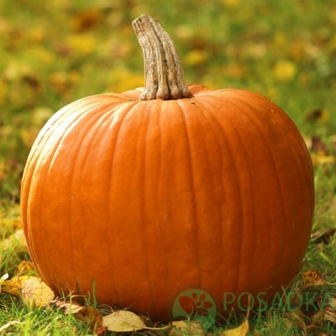 картинка Семена Тыква Стофунтовка 3 г, Seedera 