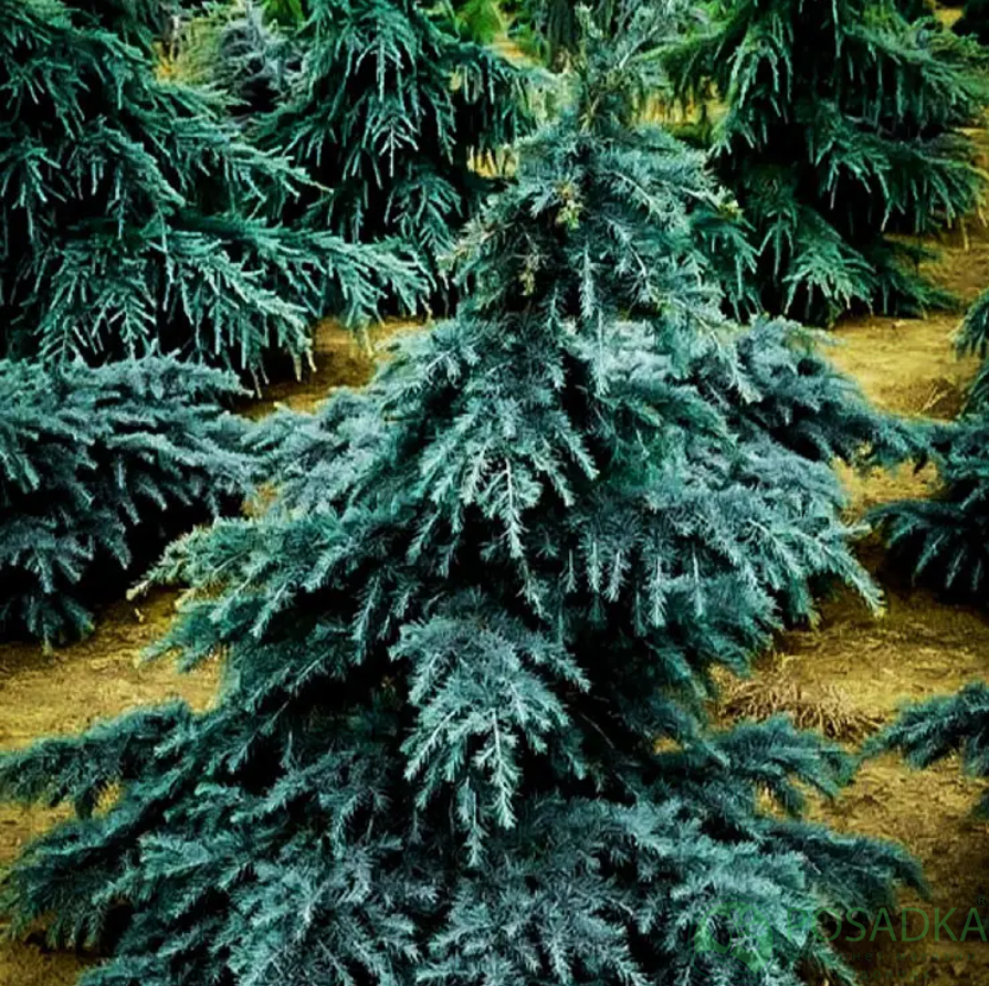 картинка Кедр гималайский Divinily Blue  