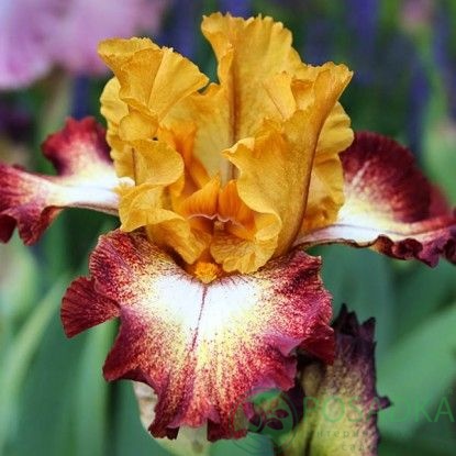 картинка Ирис germanica Flamenco 