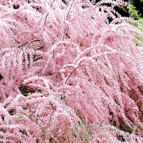 картинка Тамарикс 