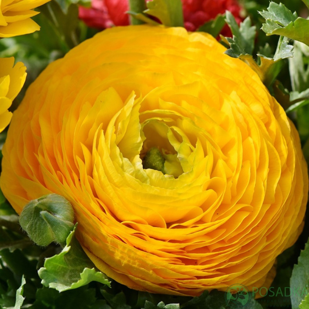 картинка Ранункулюс (лютик) Tomer Yellow 